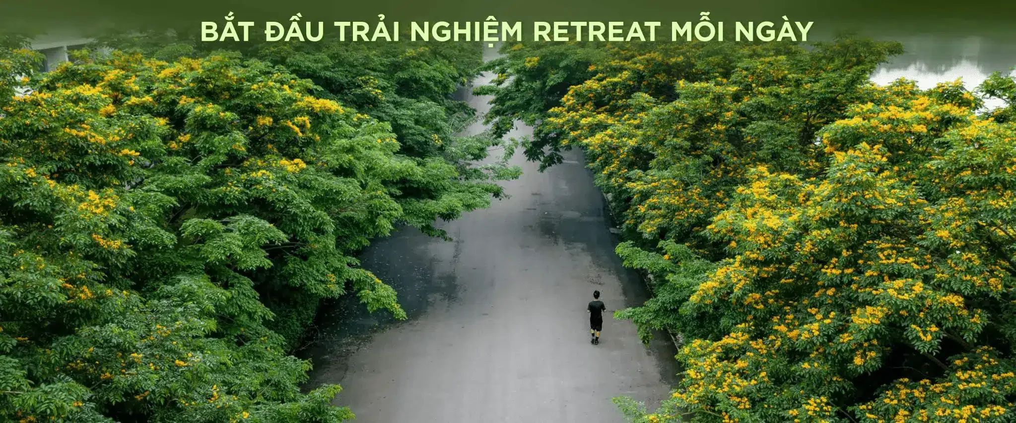 Cung đường dạo bộ rợp bóng hoa kèn vàng rực rỡ tại Eco Retreat - Cố vấn Bùi Nguyệt Minh